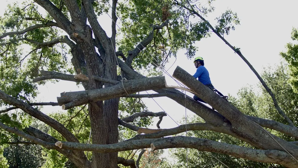 Professional Crown Thinning performed by certified arborists in Antlers
