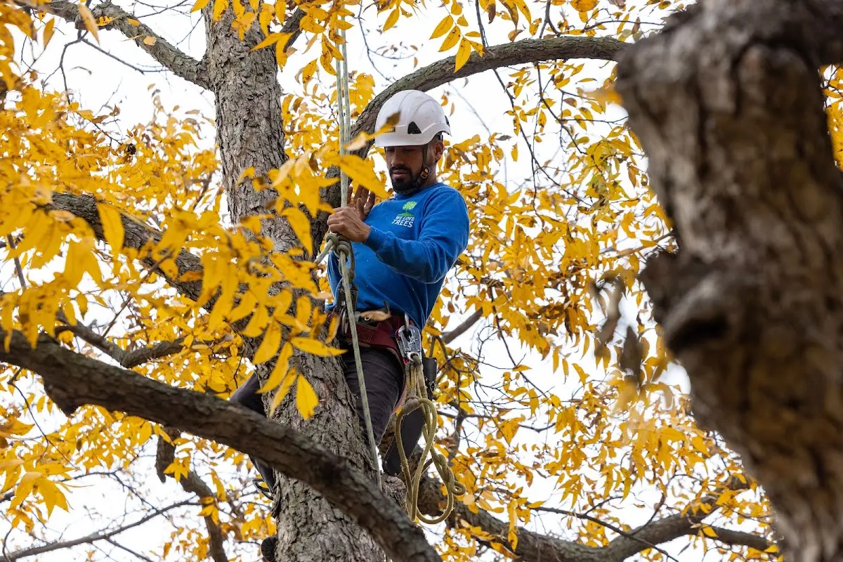 Skilled Tree Planing crew working in Antlers