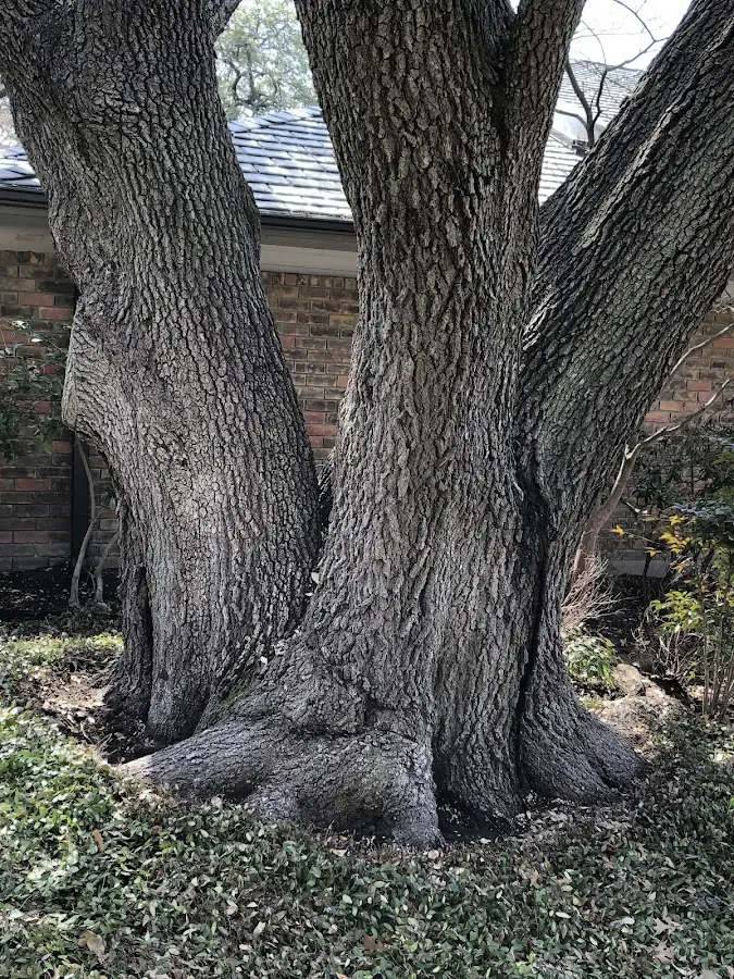 Mature heritage tree close to a Antlers property cared for by certified arborists